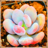 New Seeds 2017!99 Kinds Rare Succulents Seeds Lithops Seeds Pseudotruncatella Office Bonsai Plants Flower Seed 100 PCS/Bag,#M0EH