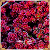 New Seeds 2017!99 Kinds Rare Succulents Seeds Lithops Seeds Pseudotruncatella Office Bonsai Plants Flower Seed 100 PCS/Bag,#M0EH