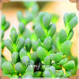 New Seeds 2017!99 Kinds Rare Succulents Seeds Lithops Seeds Pseudotruncatella Office Bonsai Plants Flower Seed 100 PCS/Bag,#M0EH