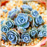New Seeds 2017!99 Kinds Rare Succulents Seeds Lithops Seeds Pseudotruncatella Office Bonsai Plants Flower Seed 100 PCS/Bag,#M0EH