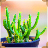New Seeds 2017!99 Kinds Rare Succulents Seeds Lithops Seeds Pseudotruncatella Office Bonsai Plants Flower Seed 100 PCS/Bag,#M0EH