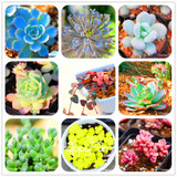 New Seeds 2017!99 Kinds Rare Succulents Seeds Lithops Seeds Pseudotruncatella Office Bonsai Plants Flower Seed 100 PCS/Bag,#M0EH