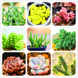 New Seeds 2017!99 Kinds Rare Succulents Seeds Lithops Seeds Pseudotruncatella Office Bonsai Plants Flower Seed 100 PCS/Bag,#M0EH