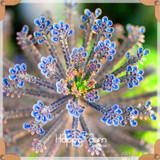 New Seeds 2017!99 Kinds Rare Succulents Seeds Lithops Seeds Pseudotruncatella Office Bonsai Plants Flower Seed 100 PCS/Bag,#M0EH
