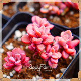 New Seeds 2017!99 Kinds Rare Succulents Seeds Lithops Seeds Pseudotruncatella Office Bonsai Plants Flower Seed 100 PCS/Bag,#M0EH