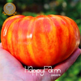 New Seeds 2017!Fruits vegetables seeds 50pcs Heirloom Big Rainbow Stripey Beefsteak Tomato Seeds Bonsai tomato,#NPY91G