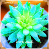 New Seeds 2017!10pcs 99 Kinds to choose Lithops Seeds Succulents Seeds Pseudotruncatella Office Bonsai Flower Seeds,#FRB4RE