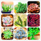New Seeds 2017!10pcs 99 Kinds to choose Lithops Seeds Succulents Seeds Pseudotruncatella Office Bonsai Flower Seeds,#FRB4RE