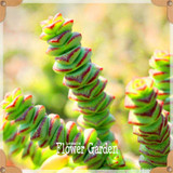 New Seeds 2017!10pcs 99 Kinds to choose Lithops Seeds Succulents Seeds Pseudotruncatella Office Bonsai Flower Seeds,#FRB4RE