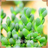 New Seeds 2017!10pcs 99 Kinds to choose Lithops Seeds Succulents Seeds Pseudotruncatella Office Bonsai Flower Seeds,#FRB4RE