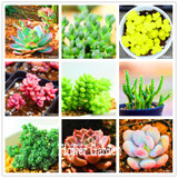 New Seeds 2017!10pcs 99 Kinds to choose Lithops Seeds Succulents Seeds Pseudotruncatella Office Bonsai Flower Seeds,#FRB4RE