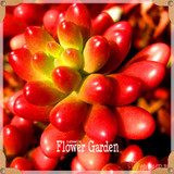 New Seeds 2017!10pcs 99 Kinds to choose Lithops Seeds Succulents Seeds Pseudotruncatella Office Bonsai Flower Seeds,#FRB4RE