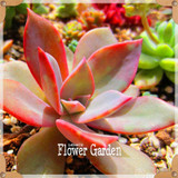 New Seeds 2017!10pcs 99 Kinds to choose Lithops Seeds Succulents Seeds Pseudotruncatella Office Bonsai Flower Seeds,#FRB4RE
