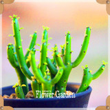 New Seeds 2017!10pcs 99 Kinds to choose Lithops Seeds Succulents Seeds Pseudotruncatella Office Bonsai Flower Seeds,#FRB4RE