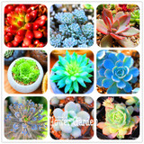 New Seeds 2017!10pcs 99 Kinds to choose Lithops Seeds Succulents Seeds Pseudotruncatella Office Bonsai Flower Seeds,#FRB4RE