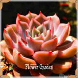 New Seeds 2017!10pcs 99 Kinds to choose Lithops Seeds Succulents Seeds Pseudotruncatella Office Bonsai Flower Seeds,#FRB4RE