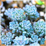 New Seeds 2017!10pcs 99 Kinds to choose Lithops Seeds Succulents Seeds Pseudotruncatella Office Bonsai Flower Seeds,#FRB4RE