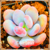 New Seeds 2017!10pcs 99 Kinds to choose Lithops Seeds Succulents Seeds Pseudotruncatella Office Bonsai Flower Seeds,#FRB4RE