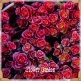 New Seeds 2017!10pcs 99 Kinds to choose Lithops Seeds Succulents Seeds Pseudotruncatella Office Bonsai Flower Seeds,#FRB4RE