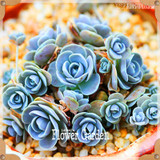 New Seeds 2017!10pcs 99 Kinds to choose Lithops Seeds Succulents Seeds Pseudotruncatella Office Bonsai Flower Seeds,#FRB4RE