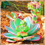 New Seeds 2017!10pcs 99 Kinds to choose Lithops Seeds Succulents Seeds Pseudotruncatella Office Bonsai Flower Seeds,#FRB4RE