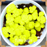 New Seeds 2017!10pcs 99 Kinds to choose Lithops Seeds Succulents Seeds Pseudotruncatella Office Bonsai Flower Seeds,#FRB4RE