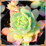 New Seeds 2017!10pcs 99 Kinds to choose Lithops Seeds Succulents Seeds Pseudotruncatella Office Bonsai Flower Seeds,#FRB4RE