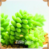 New Seeds 2017!10pcs 99 Kinds to choose Lithops Seeds Succulents Seeds Pseudotruncatella Office Bonsai Flower Seeds,#FRB4RE