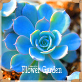 New Seeds 2017!10pcs 99 Kinds to choose Lithops Seeds Succulents Seeds Pseudotruncatella Office Bonsai Flower Seeds,#FRB4RE