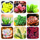 New Seeds 2017!10pcs 99 Kinds to choose Lithops Seeds Succulents Seeds Pseudotruncatella Office Bonsai Flower Seeds,#FRB4RE