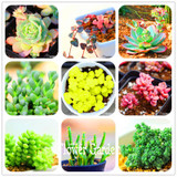 New Seeds 2017!10pcs 99 Kinds to choose Lithops Seeds Succulents Seeds Pseudotruncatella Office Bonsai Flower Seeds,#FRB4RE