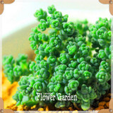 New Seeds 2017!10pcs 99 Kinds to choose Lithops Seeds Succulents Seeds Pseudotruncatella Office Bonsai Flower Seeds,#FRB4RE