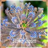 New Seeds 2017!10pcs 99 Kinds to choose Lithops Seeds Succulents Seeds Pseudotruncatella Office Bonsai Flower Seeds,#FRB4RE