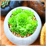 New Seeds 2017!10pcs 99 Kinds to choose Lithops Seeds Succulents Seeds Pseudotruncatella Office Bonsai Flower Seeds,#FRB4RE