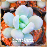New Seeds 2017!10pcs 99 Kinds to choose Lithops Seeds Succulents Seeds Pseudotruncatella Office Bonsai Flower Seeds,#FRB4RE