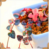 New Seeds 2017!10pcs 99 Kinds to choose Lithops Seeds Succulents Seeds Pseudotruncatella Office Bonsai Flower Seeds,#FRB4RE