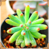 New Seeds 2017!10pcs 99 Kinds to choose Lithops Seeds Succulents Seeds Pseudotruncatella Office Bonsai Flower Seeds,#FRB4RE
