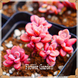 New Seeds 2017!10pcs 99 Kinds to choose Lithops Seeds Succulents Seeds Pseudotruncatella Office Bonsai Flower Seeds,#FRB4RE