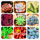 New Seeds 2017!10pcs 99 Kinds to choose Lithops Seeds Succulents Seeds Pseudotruncatella Office Bonsai Flower Seeds,#FRB4RE