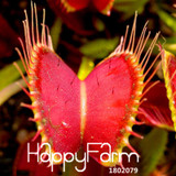 New Seeds 2017!3 Kinds Flytrap Seed Bonsai Potted Dionaea Muscipula Plant Seed Terrace Garden Carnivorous Plant Seed 100 Pieces,