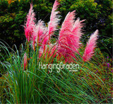 New Seeds 2017! 200 Seeds/Bag Pampas Grass Cortaderia Seeds Are Very Beautiful home Garden Plants flowers seeds