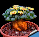 New Seeds 2017!10pcs/Bag Aurora ball Cactus Seeds bonsai Succulent Plant rare flower Seeds bonsai for home &amp; garden,#O3U24L