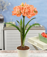 New Seeds 100 Pcs/pack Bonsai Lily Flower Seeds Hippeastrum Seeds Barbados Lily Seeds (not Bulbs) Roof Terrace