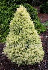 Japanese Pine Tree Seeds Yellow Spruce Tree perennial seeds Bonsai Courtyard Garden Bonsai Plant Pine Tree Seeds 50pcs/Bag Japanese Pine Tree Seeds Yellow Spruce Tree perennial seeds Bonsai Courtyard Garden Bonsai Plant Pine Tree Seeds 50pcs/Bag