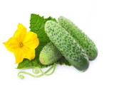 Japanese cucumber,Cucumis sativus Linn,Cucumber vegetable seeds grow faster - 100 Seed particles