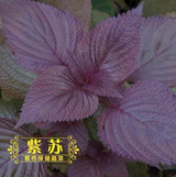 Basil seeds selling organic vegetable 100seed