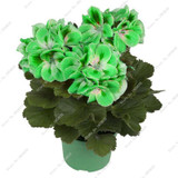 New Arrival 50 Pcs Rare Color Geranium Seeds,Perennial Flowers Garden Bonsai Flower Seeds,Easy Growth Indoor Bonsai Home Garden