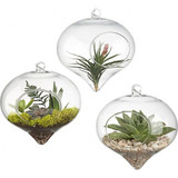 Hanging Glass  Terrarium