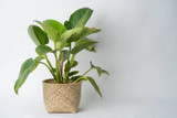 Pot Basket