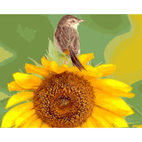 Bird Sunflower Pictures By Numbers DIY Coloring by Numbers Wall Art Paintings By Numbers With Acrylic Paints